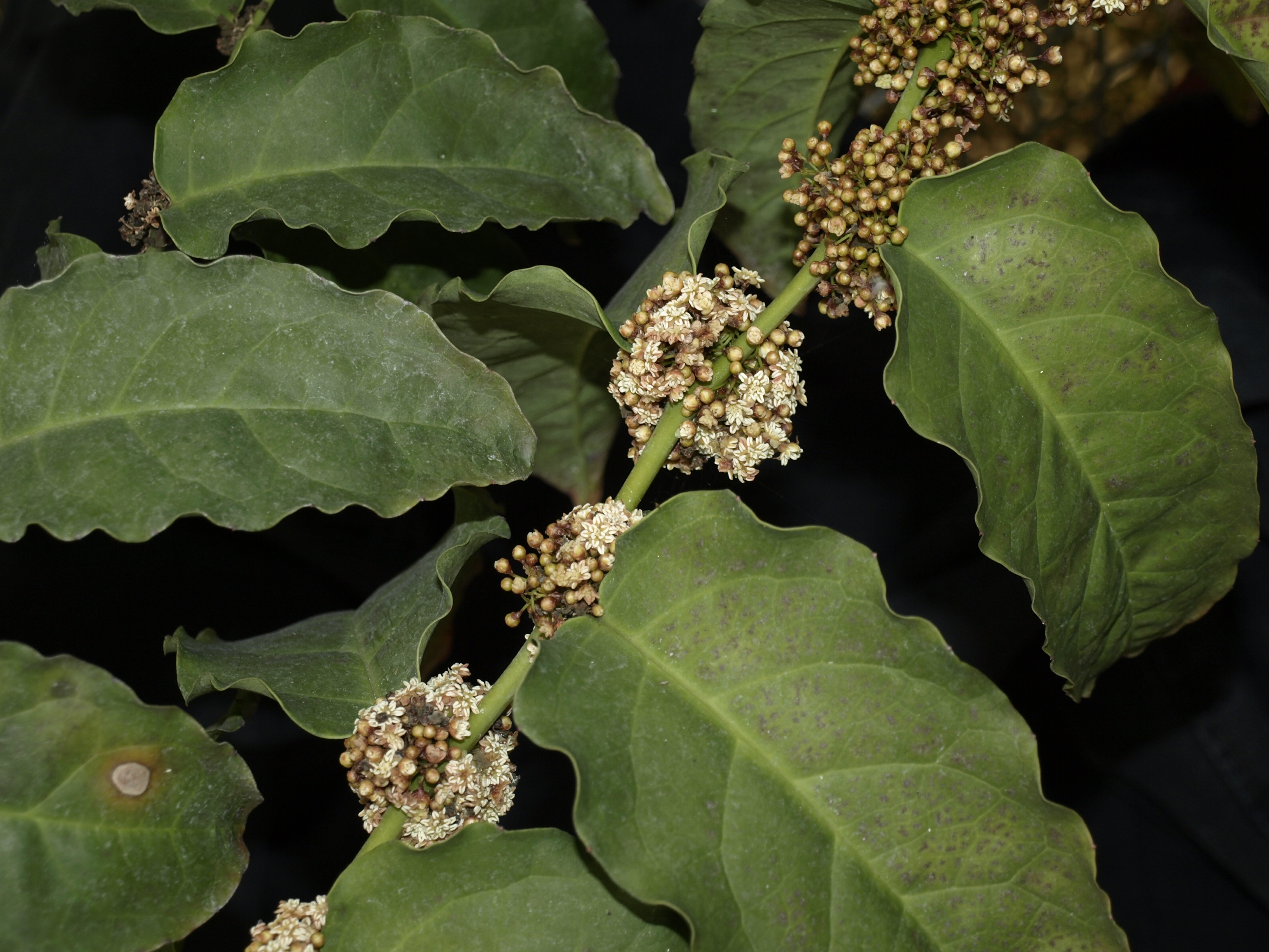 Stem and branches of a Amborella Trichopoda plant